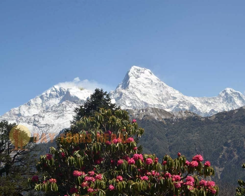  Days Ghorepani Ghandruk Circuit Spring Trek