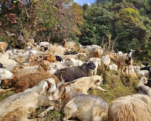  Days Kori Danda Trek ()