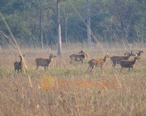  Days Nepal Tour Package Kathmandu Chitwan Pokhara Nagarkot ()