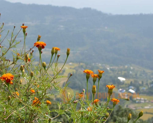 Dhampus Village Day Hiking Trip From Pokhara ()