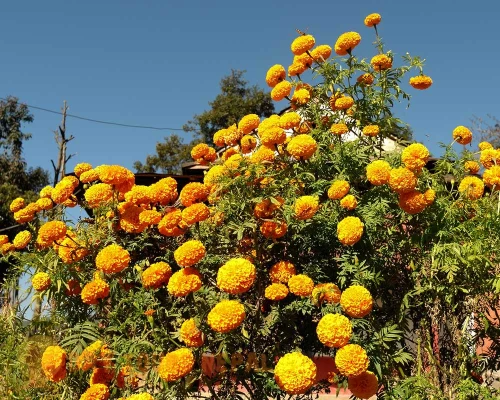 Gosainkunda Lake Trek Pictures Price And Itinerary ()