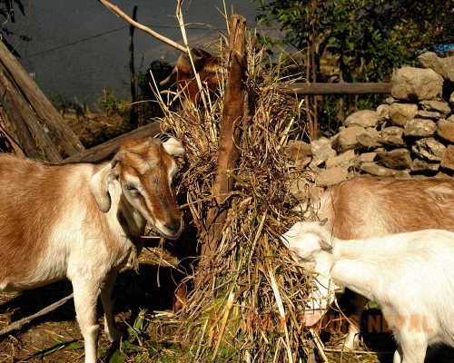 Helambu Village Days Trek In Nepal From Kathmandu