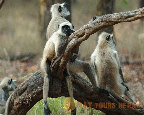 Jungle Safari Tour In Nepal Bardia National Park ()