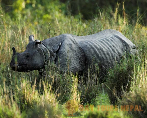 Jungle Safari Tour In Nepal Bardia National Park ()