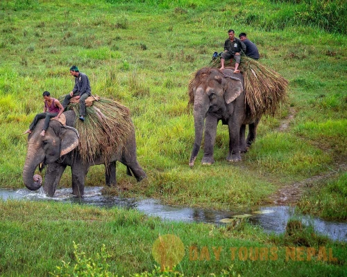 Jungle Safari Tour In Nepal Bardia National Park ()