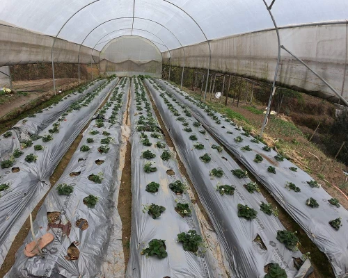 Kakani Village Strawberry Farm Hike