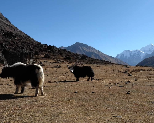 Langtang Valley Trek Wildlife Yaks