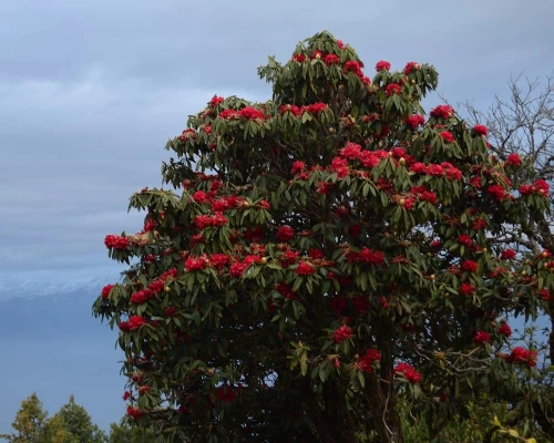 Nature Hike In Kathmandu Kakani