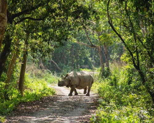 Nepal Safari Tour Pacakge Chitwan National Park Days ()