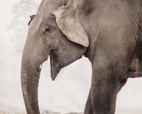 Nepal Safari Tour Pacakge Chitwan National Park Days ()