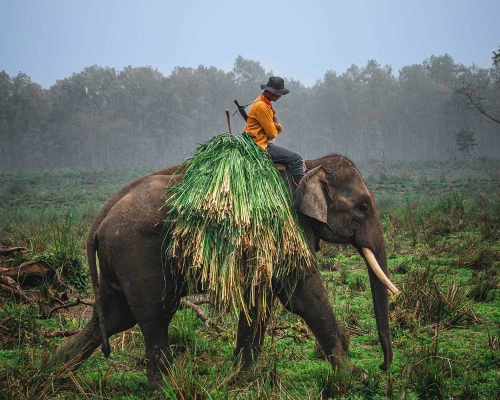 Nepal Safari Tour Pacakge Chitwan National Park Days ()
