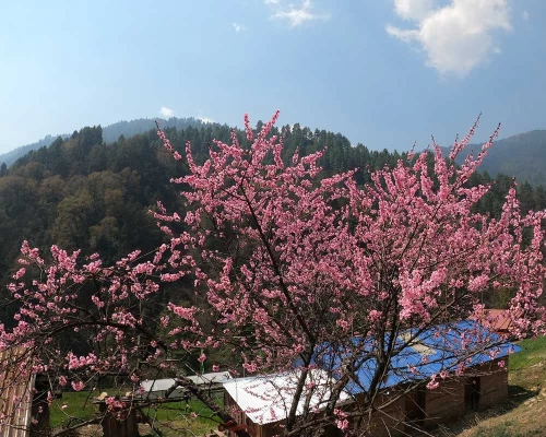 Pikey Peak Trek Pictures