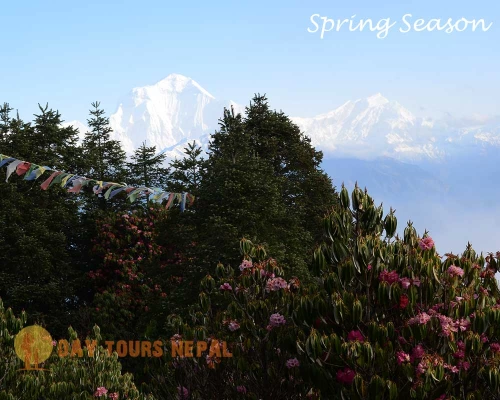 Pokhara To Ghorepani Poon Hill Drive Tour ()