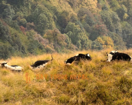 Short To Days Mardi Himal Trek From Pokhara Nepal ()