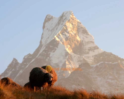 Short To Days Mardi Himal Trek From Pokhara Nepal ()